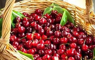 国产樱桃又小又酸又甜视频,小巧酸甜，尽享春日美味