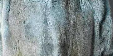 国产水貂真假鉴别图视频,图解视频揭秘技巧