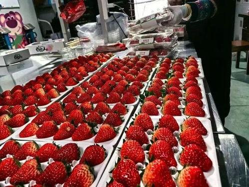 好国产草莓在线视频,在线视频带你领略草莓魅力