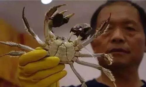 松叶蟹国产养殖方法视频,视频详解养殖全过程